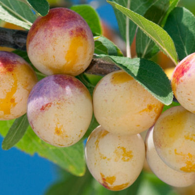 Plum tree 'Mirabelle de Nancy'